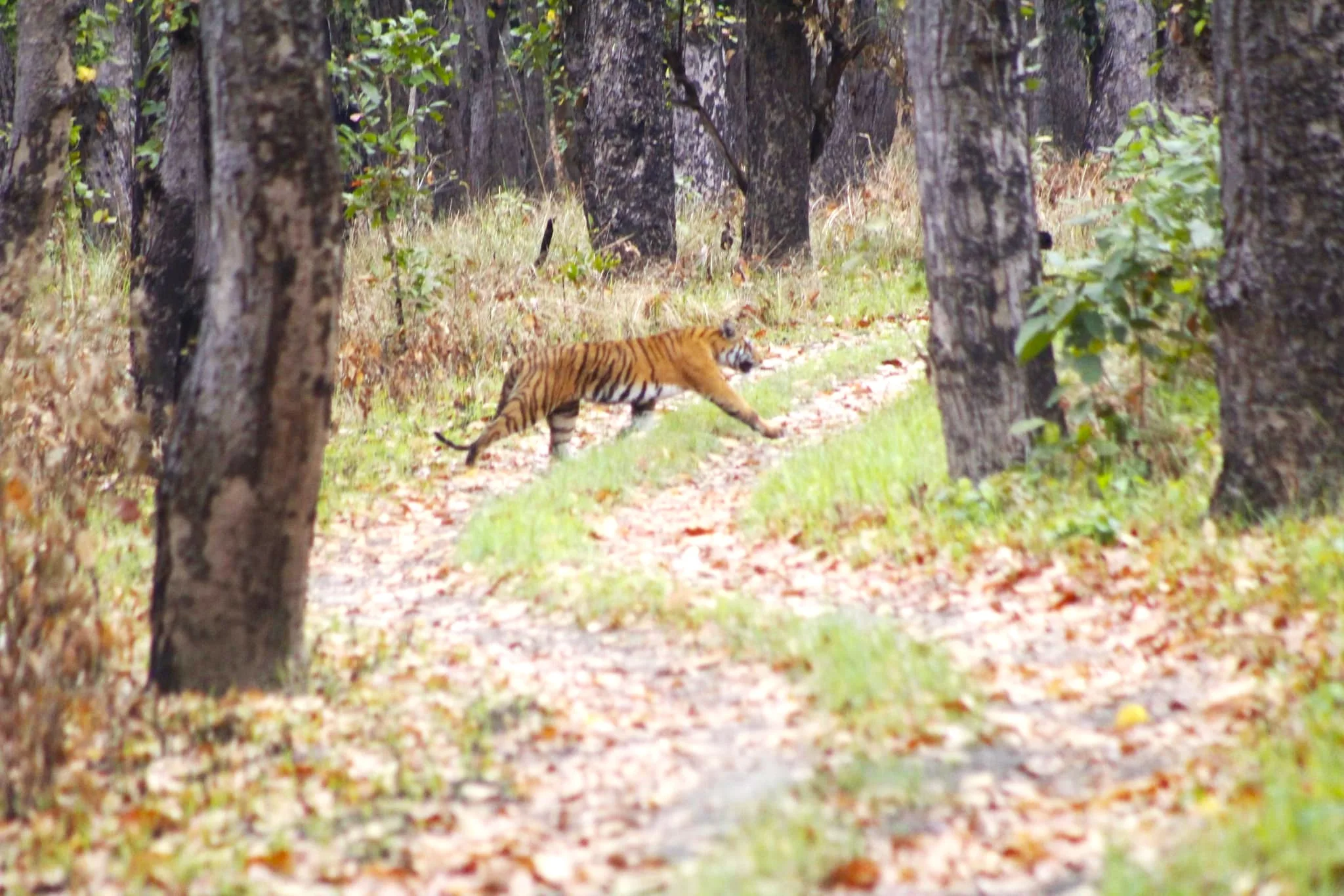 Royal Bengal Tiger at Shuklaphanta